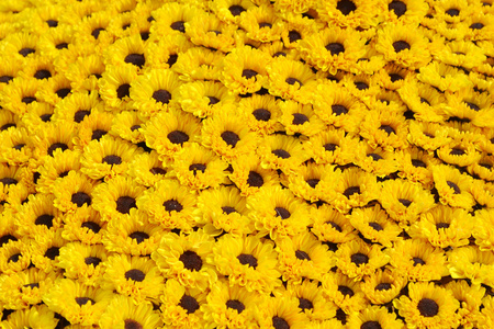 黄色的雏菊花的领域