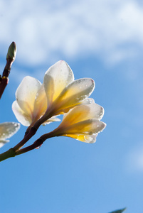 白梅香鲜花