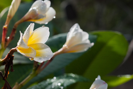 白梅香鲜花