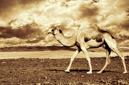 骆驼和沙漠