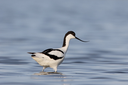 avocet recurvirostra avosetta