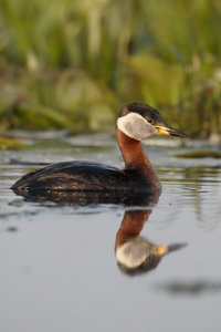 红颈鸊鷉，Podiceps grisegena