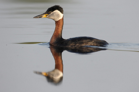 红颈鸊鷉，Podiceps grisegena