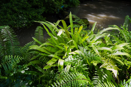 巴西热带雨林植物图片