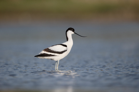 avocet recurvirostra avosetta