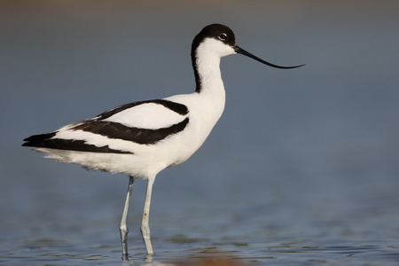 avocet recurvirostra avosetta