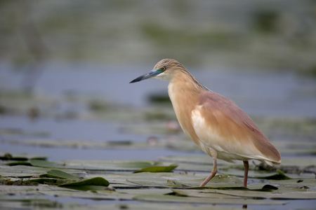 ardeola ralloides squacco 苍鹭