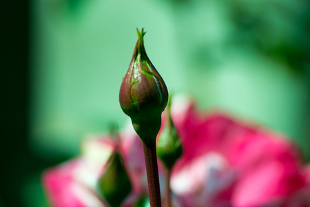 花卉