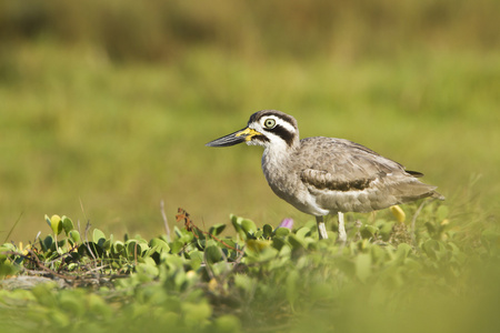大 thickknee 鸟在阿鲁加姆湾泻湖，斯里兰卡