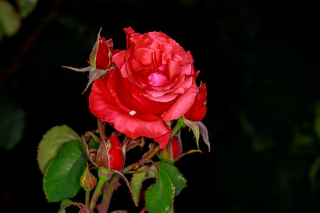 美丽的玫瑰盛开