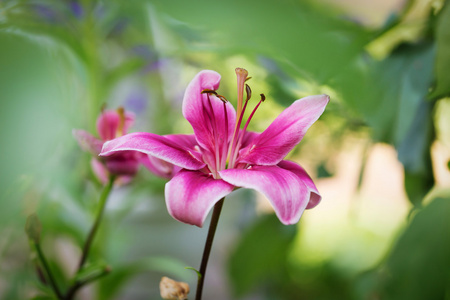 粉色百合花在花园里