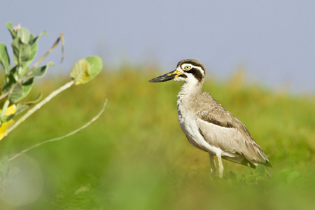 大 thickknee 鸟在阿鲁加姆湾泻湖，斯里兰卡