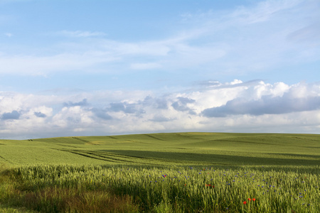 广阔的田野与绿色的小麦对蓝天与云