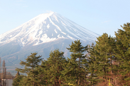 富士山和碧绿的松树