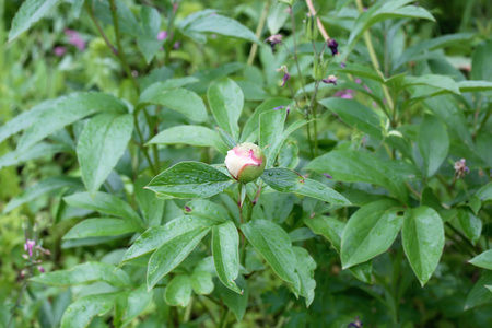 牡丹花开在花园里