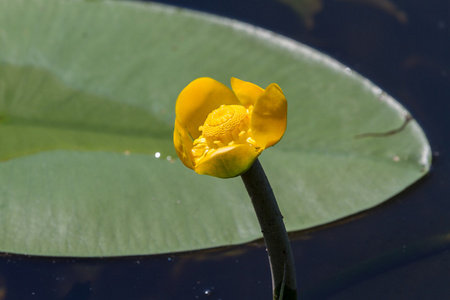 黄色水百合花