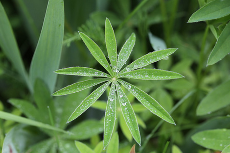 雨后在花园里的露点上种植叶子