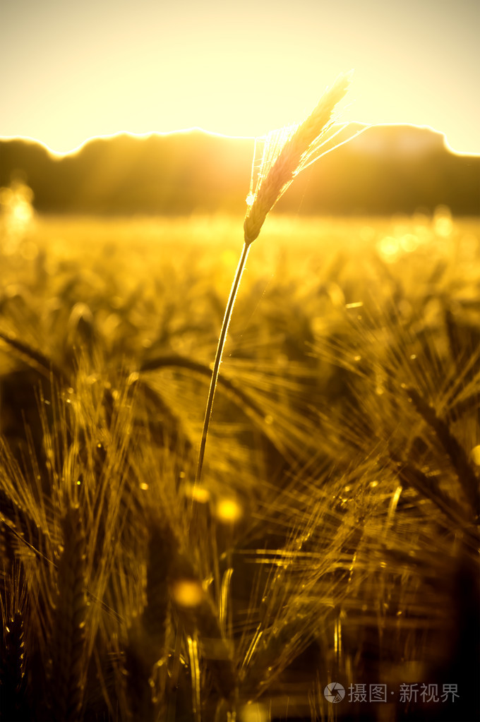 麦田在晴朗的一天的日出