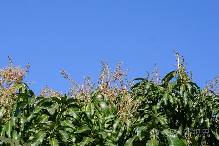 芒果花