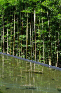 竹子与水反射