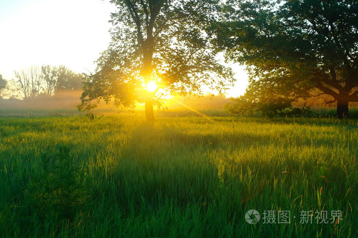 日出雾草甸春天