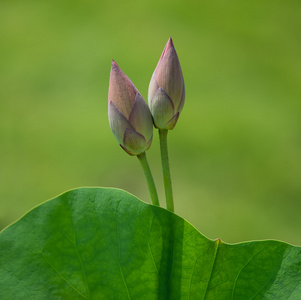 朵盛开的莲花