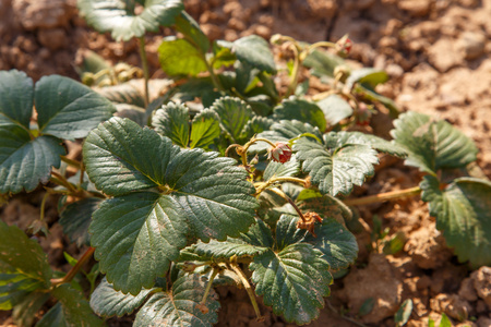 草莓植物图片