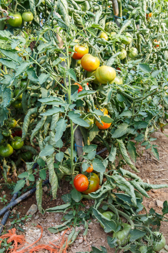 在果园种植的西红柿