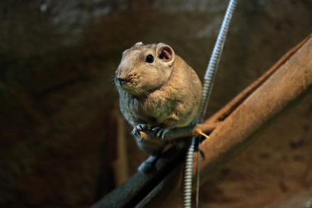 普通甘迪ctenodactylus gundi