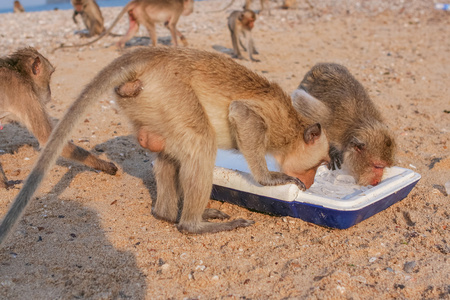 猴子吃冰