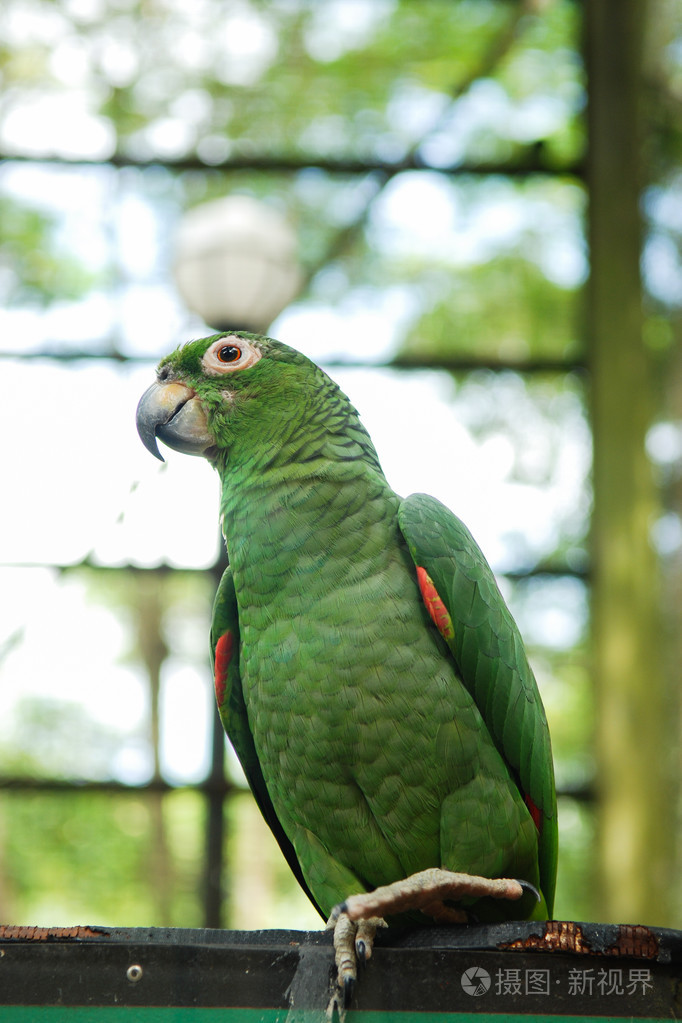 在自然公园的小鹦鹉照片-正版商用图片1jhlii-摄图新视界