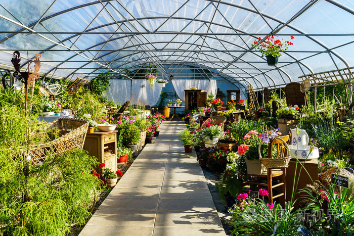 阳光明媚的温室在一个小农场的植物