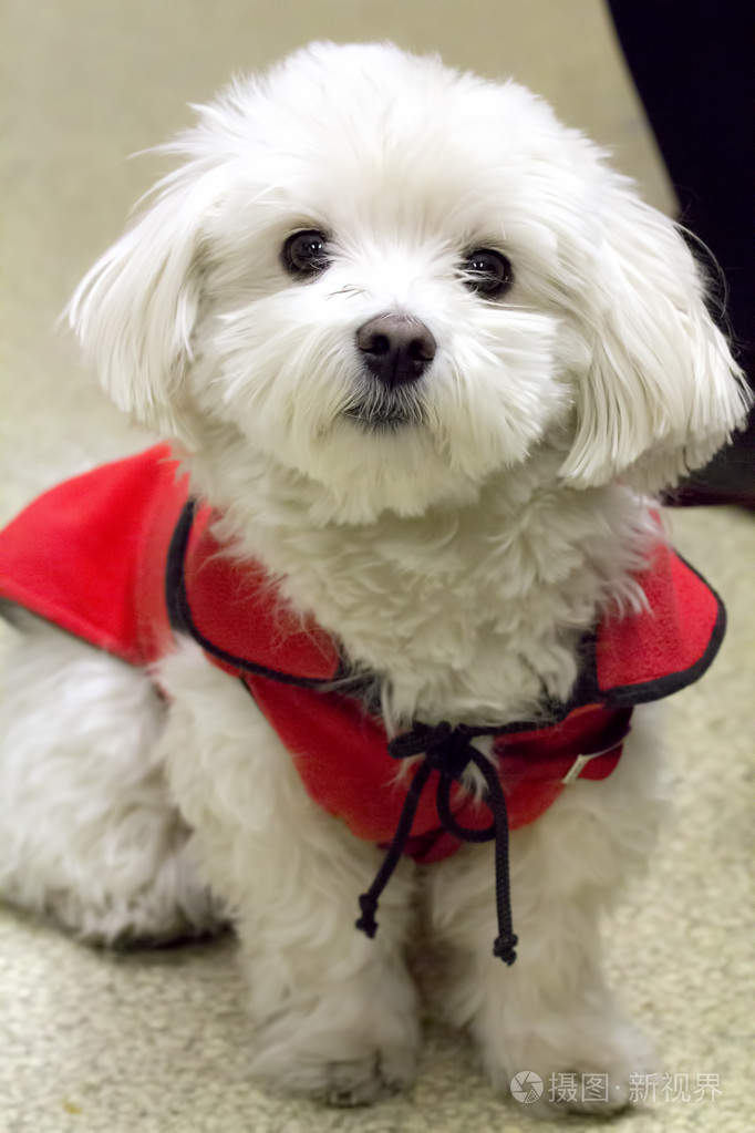 漂亮的狮子狗jpg