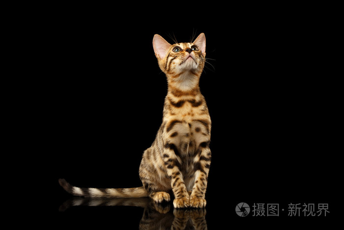 孟加拉猫咪坐看起来在黑色