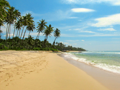 平静的海滩，棕榈树和沙子斯里兰卡