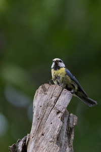 布吕蒂特拉特。parus caeruleus