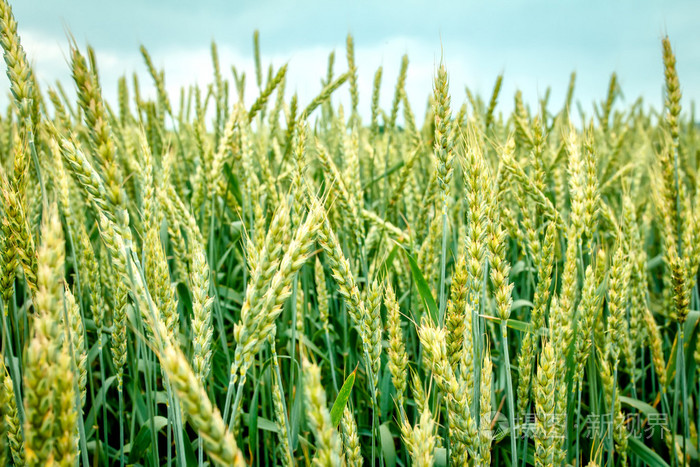 绿色的麦田