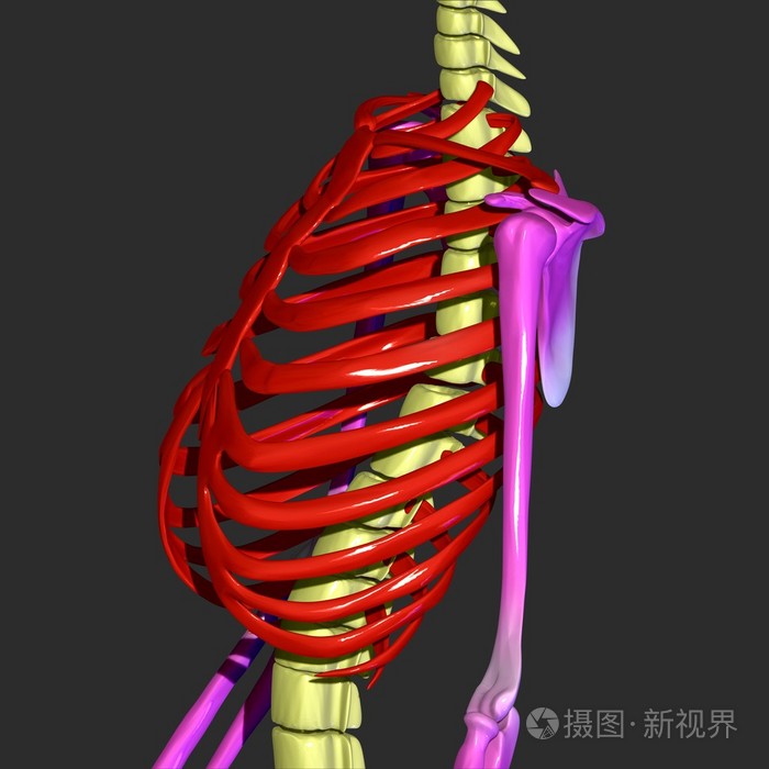 人类的肋骨照片-正版商用图片1jho8m-摄图新视界