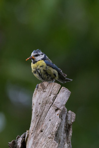 布吕蒂特拉特。parus caeruleus