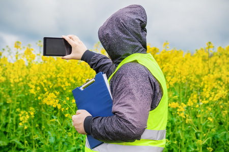 农民拍摄平板电脑黄色油菜田