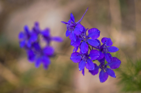 紫色的花