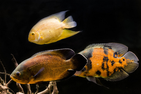 五彩斑斓的热带鱼,在水族馆照片