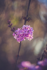 紫泉丁香花绽放特写葡萄酒