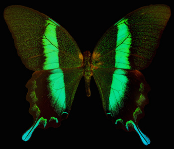 翡翠的燕尾蝶