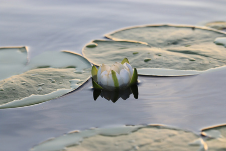 水百合花