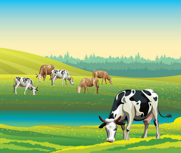 有奶牛和草地的夏季景观。