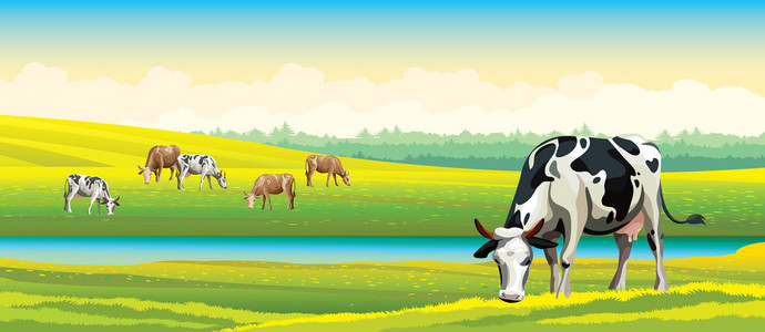 奶牛和绿色草地。 乡村景观。