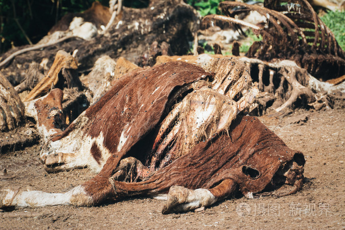 死牛在地上