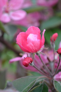 苹果的花朵