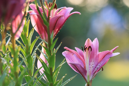 明亮的百合花